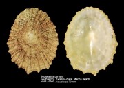 Scutellastra barbara